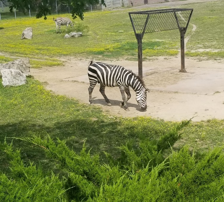 zebra-photo
